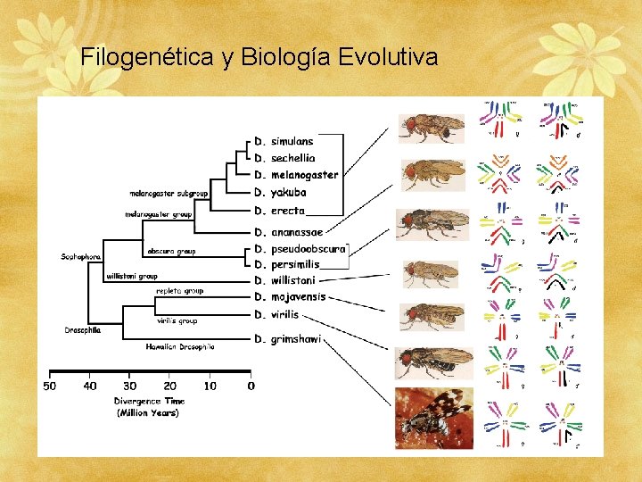 Filogenética y Biología Evolutiva 