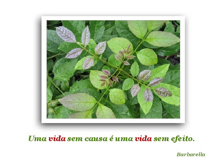 Uma vida sem causa é uma vida sem efeito. Barbarella 