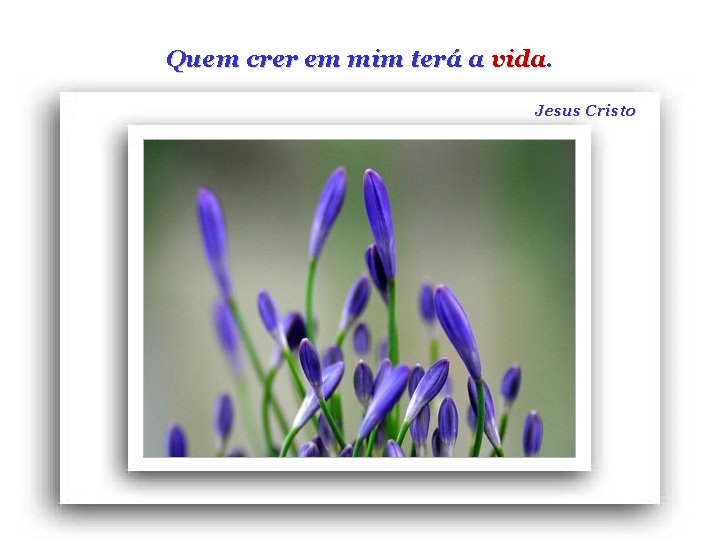Quem crer em mim terá a vida. Jesus Cristo 