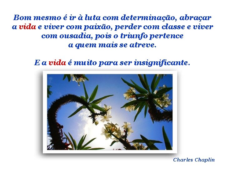 Bom mesmo é ir à luta com determinação, abraçar a vida e viver com