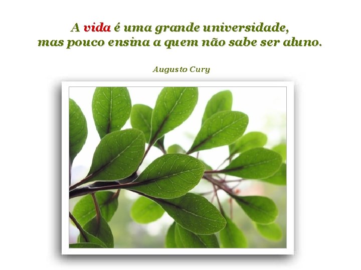 A vida é uma grande universidade, mas pouco ensina a quem não sabe ser