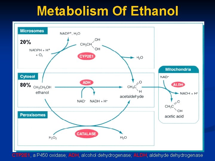 Metabolism Of Ethanol 20% 80% CTP 2 E 1, a P 450 oxidase; ADH,