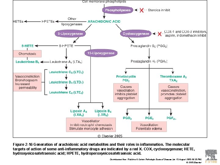 Figure 2 -16 Generation of arachidonic acid metabolites and their roles in inflammation. The