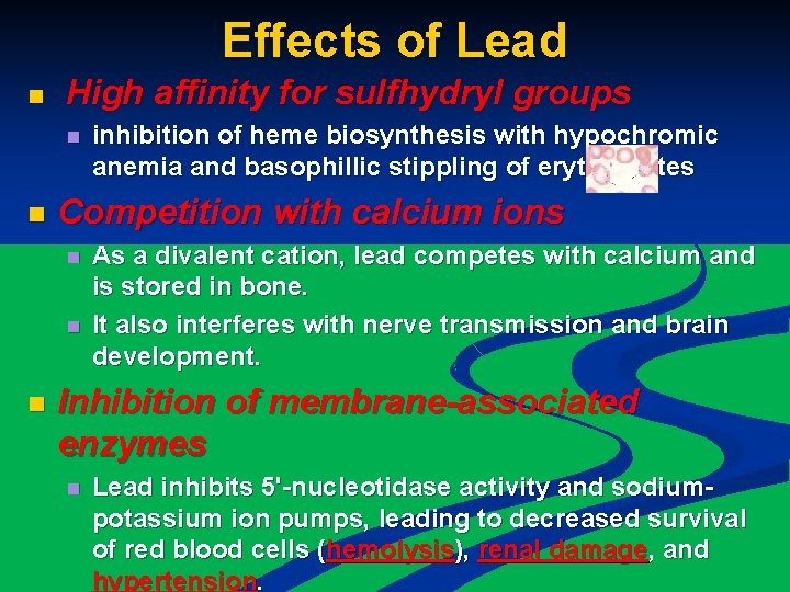 Effects of Lead n High affinity for sulfhydryl groups n n Competition with calcium