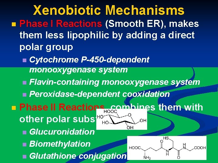 Xenobiotic Mechanisms n Phase I Reactions (Smooth ER), makes them less lipophilic by adding