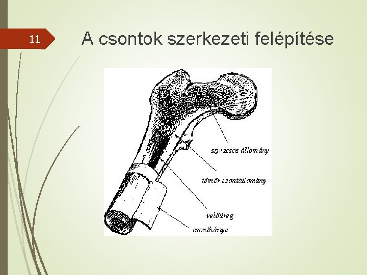 11 A csontok szerkezeti felépítése 