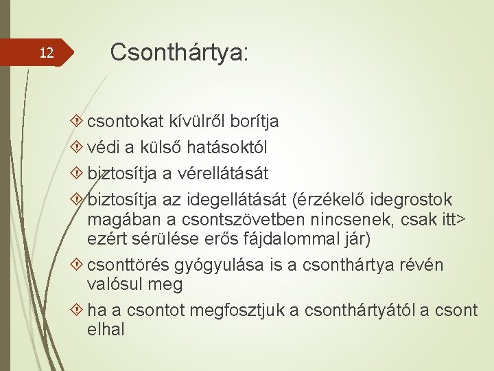 12 Csonthártya: csontokat kívülről borítja védi a külső hatásoktól biztosítja a vérellátását biztosítja az