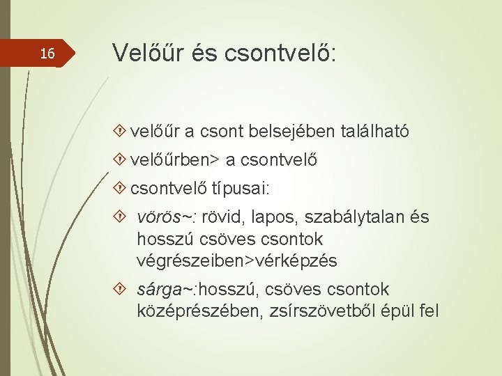 16 Velőűr és csontvelő: velőűr a csont belsejében található velőűrben> a csontvelő típusai: vörös~: