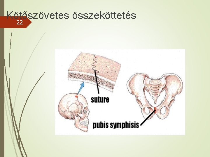 Kötőszövetes összeköttetés 22 