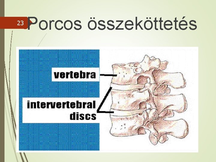 23 Porcos összeköttetés 