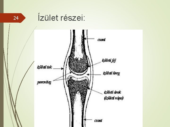 24 Ízület részei: 