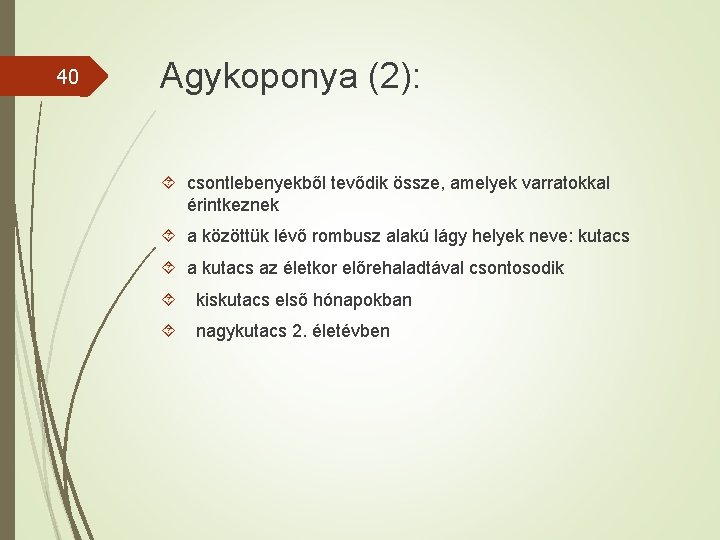 40 Agykoponya (2): csontlebenyekből tevődik össze, amelyek varratokkal érintkeznek a közöttük lévő rombusz alakú