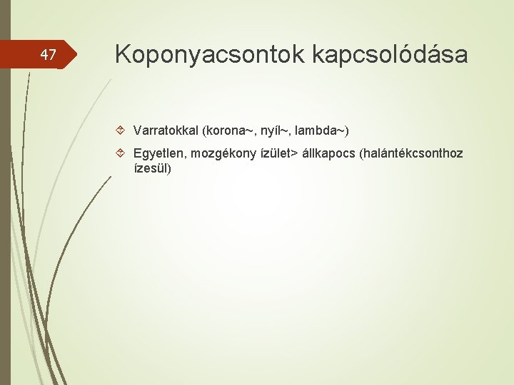 47 Koponyacsontok kapcsolódása Varratokkal (korona~, nyíl~, lambda~) Egyetlen, mozgékony ízület> állkapocs (halántékcsonthoz ízesül) 