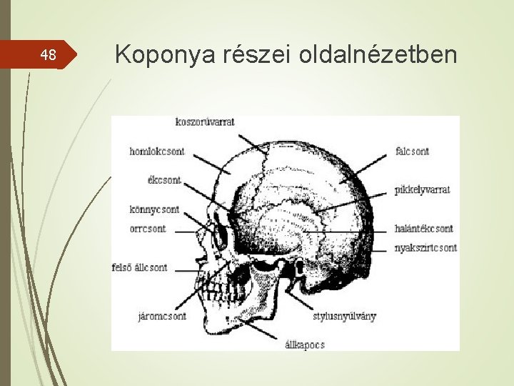 48 Koponya részei oldalnézetben 