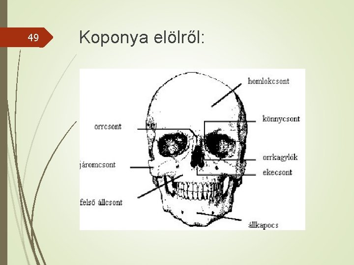 49 Koponya elölről: 