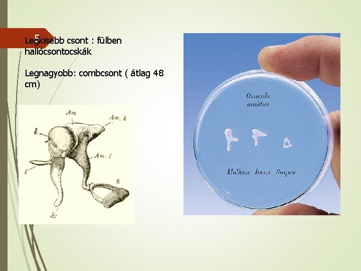 5 Legkisebb csont : fülben hallócsontocskák Legnagyobb: combcsont ( átlag 48 cm) 