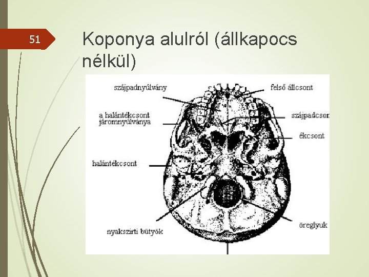 51 Koponya alulról (állkapocs nélkül) 