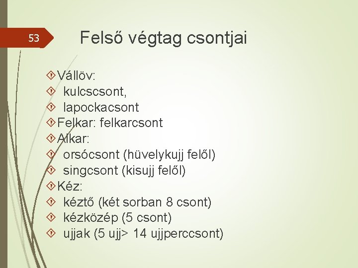 53 Felső végtag csontjai Vállöv: kulcscsont, lapockacsont Felkar: felkarcsont Alkar: orsócsont (hüvelykujj felől) singcsont