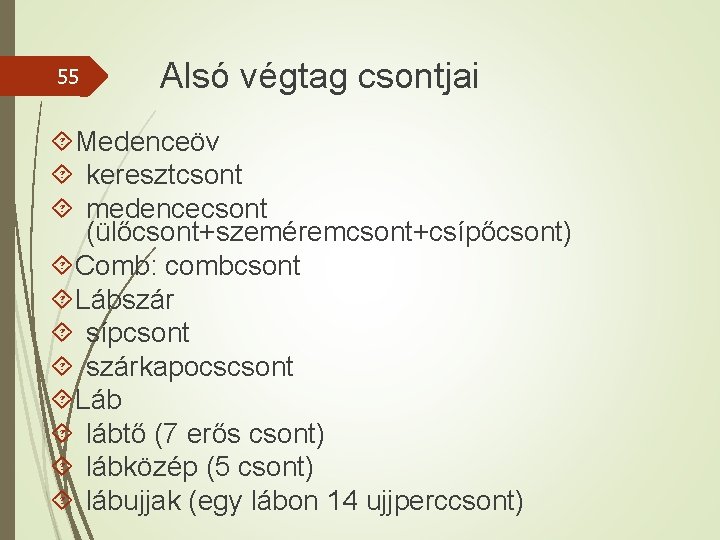 55 Alsó végtag csontjai Medenceöv keresztcsont medencecsont (ülőcsont+szeméremcsont+csípőcsont) Comb: combcsont Lábszár sípcsont szárkapocscsont Láb