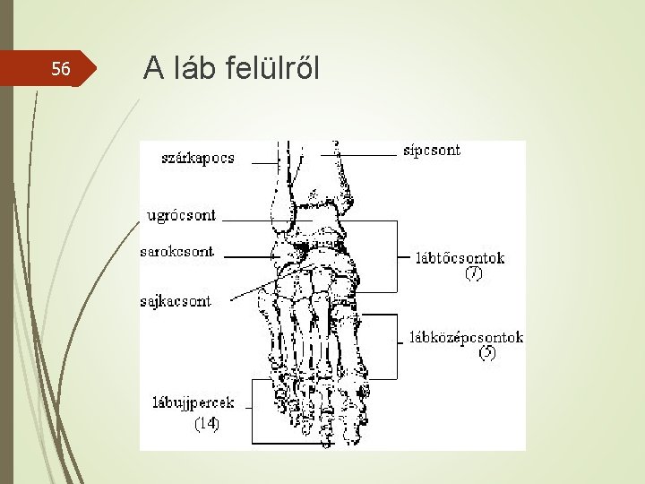 56 A láb felülről 