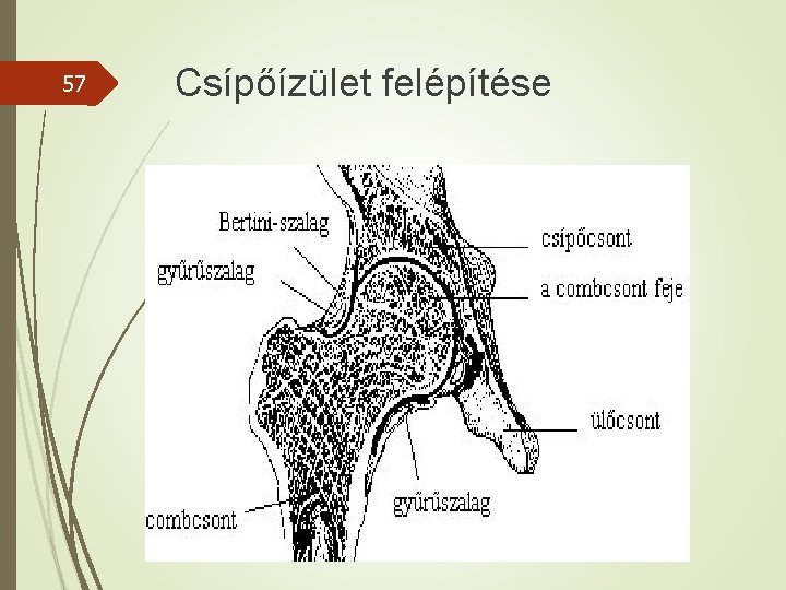 57 Csípőízület felépítése 