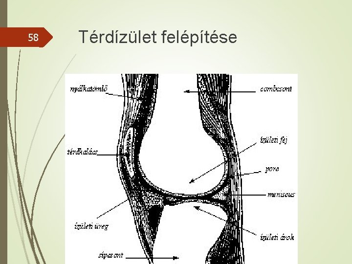 58 Térdízület felépítése 