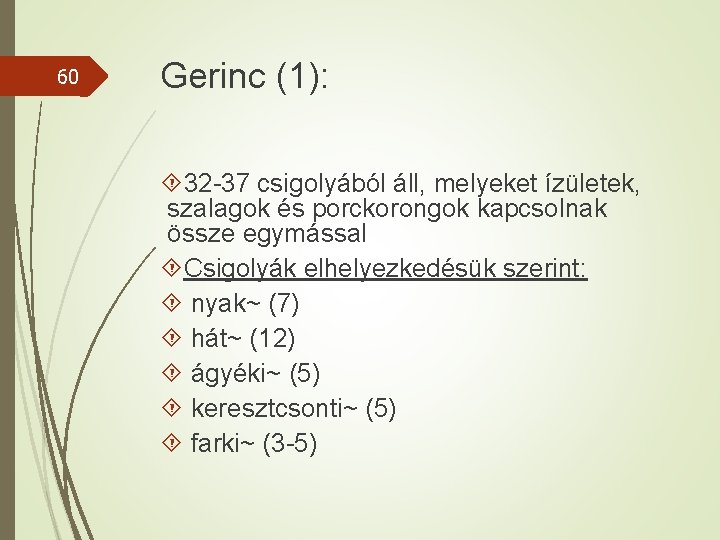 60 Gerinc (1): 32 -37 csigolyából áll, melyeket ízületek, szalagok és porckorongok kapcsolnak össze