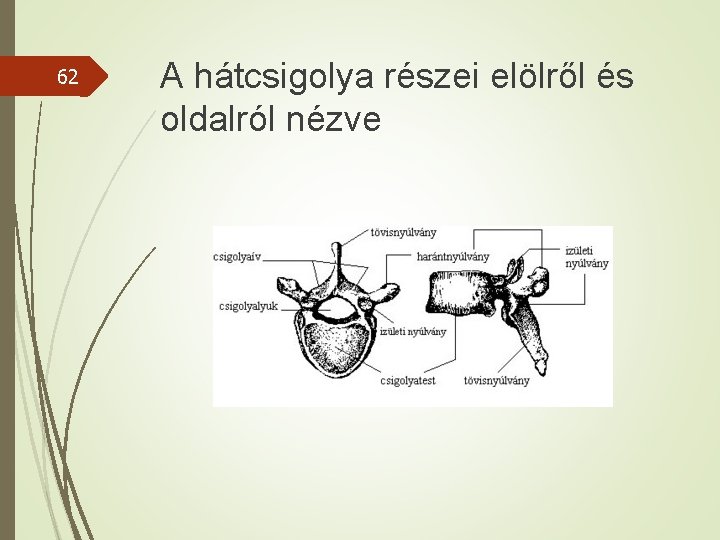 62 A hátcsigolya részei elölről és oldalról nézve 