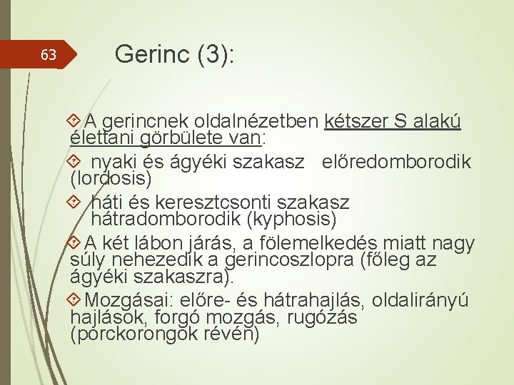 63 Gerinc (3): A gerincnek oldalnézetben kétszer S alakú élettani görbülete van: nyaki és