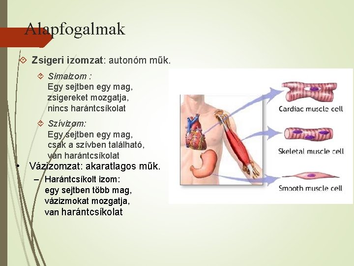 Alapfogalmak Zsigeri izomzat: autonóm műk. Simaizom : Egy sejtben egy mag, zsigereket mozgatja, nincs