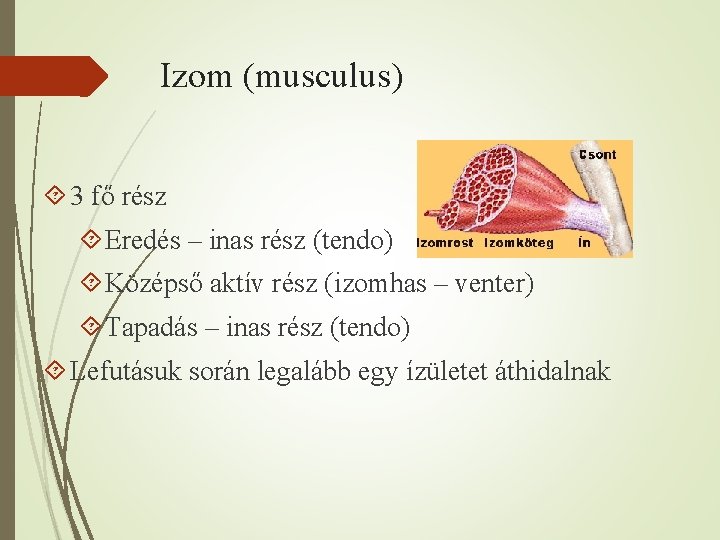 Izom (musculus) 3 fő rész Eredés – inas rész (tendo) Középső aktív rész (izomhas