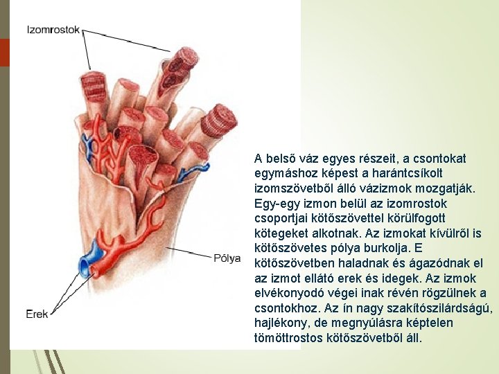 81 A belső váz egyes részeit, a csontokat egymáshoz képest a harántcsíkolt izomszövetből álló