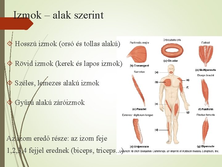 Izmok – alak szerint Hosszú izmok (orsó és tollas alakú) Rövid izmok (kerek és