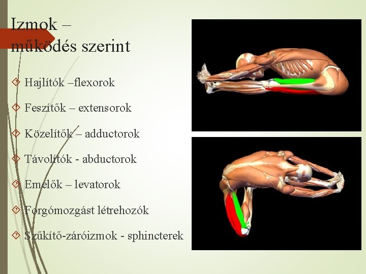 Izmok – működés szerint Hajlítók –flexorok Feszítők – extensorok Közelítők – adductorok Távolítók -