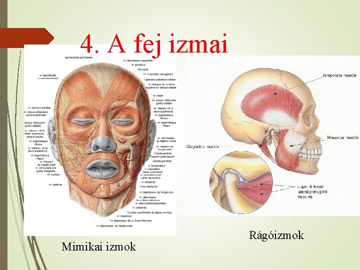 4. A fej izmai Mimikai izmok Rágóizmok 