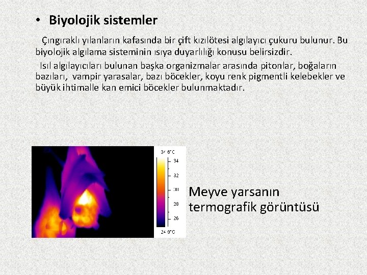  • Biyolojik sistemler Çıngıraklı yılanların kafasında bir çift kızılötesi algılayıcı çukuru bulunur. Bu