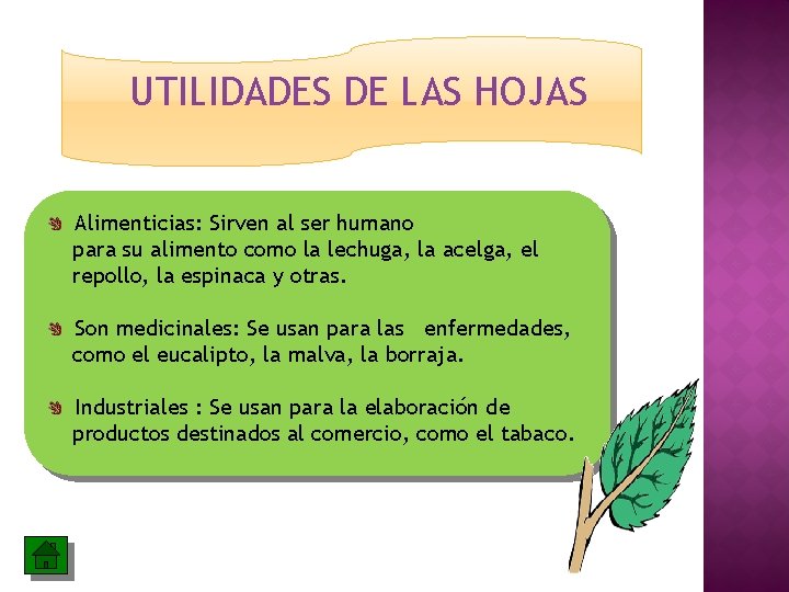 UTILIDADES DE LAS HOJAS Alimenticias: Sirven al ser humano para su alimento como la