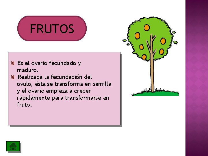 FRUTOS Es el ovario fecundado y maduro. Realizada la fecundación del ovulo, ésta se