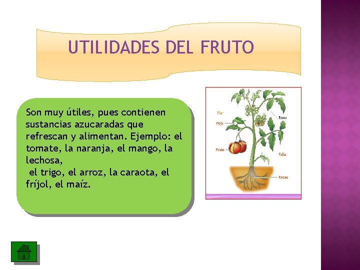 UTILIDADES DEL FRUTO Son muy útiles, pues contienen sustancias azucaradas que refrescan y alimentan.