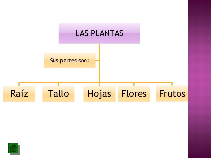 LAS PLANTAS Sus partes son: Raíz Tallo Hojas Flores Frutos 