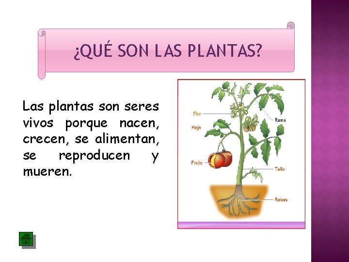 ¿QUÉ SON LAS PLANTAS? Las plantas son seres vivos porque nacen, crecen, se alimentan,