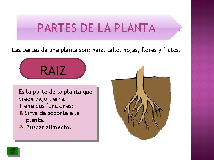 PARTES DE LA PLANTA Las partes de una planta son: Raíz, tallo, hojas, flores