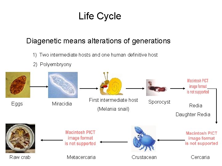 Life Cycle Diagenetic means alterations of generations 1) Two intermediate hosts and one human Life Cycle Diagenetic means alterations of generations 1) Two intermediate hosts and one human