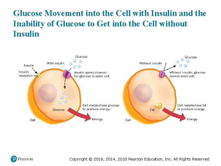 Glucose Movement into the Cell with Insulin and the Inability of Glucose to Get