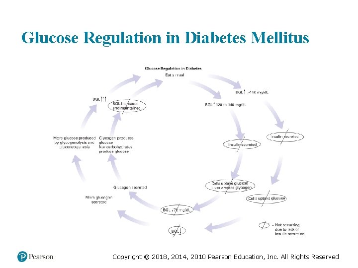 Glucose Regulation in Diabetes Mellitus Copyright © 2018, 2014, 2010 Pearson Education, Inc. All