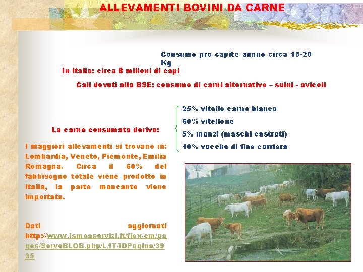 ALLEVAMENTI BOVINI DA CARNE Consumo pro capite annuo circa 15 -20 Kg In Italia: