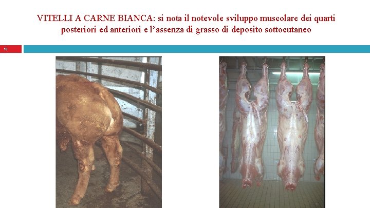 VITELLI A CARNE BIANCA: si nota il notevole sviluppo muscolare dei quarti posteriori ed