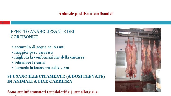 Animale positivo a cortisonici 20 EFFETTO ANABOLIZZANTE DEI CORTISONICI ▪ accumulo di acqua nei