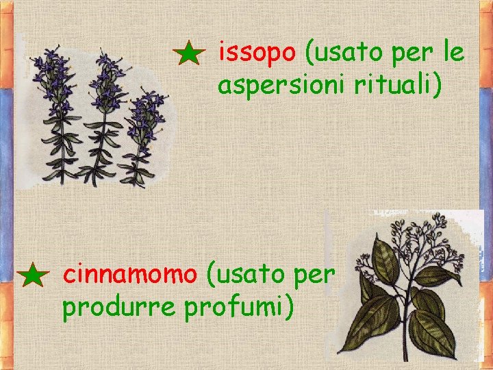 issopo (usato per le aspersioni rituali) cinnamomo (usato per produrre profumi) 