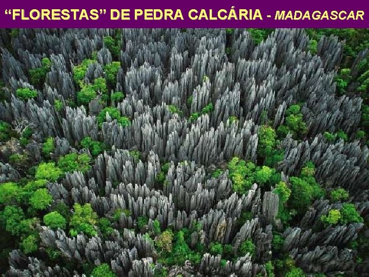 “FLORESTAS” DE PEDRA CALCÁRIA - MADAGASCAR 